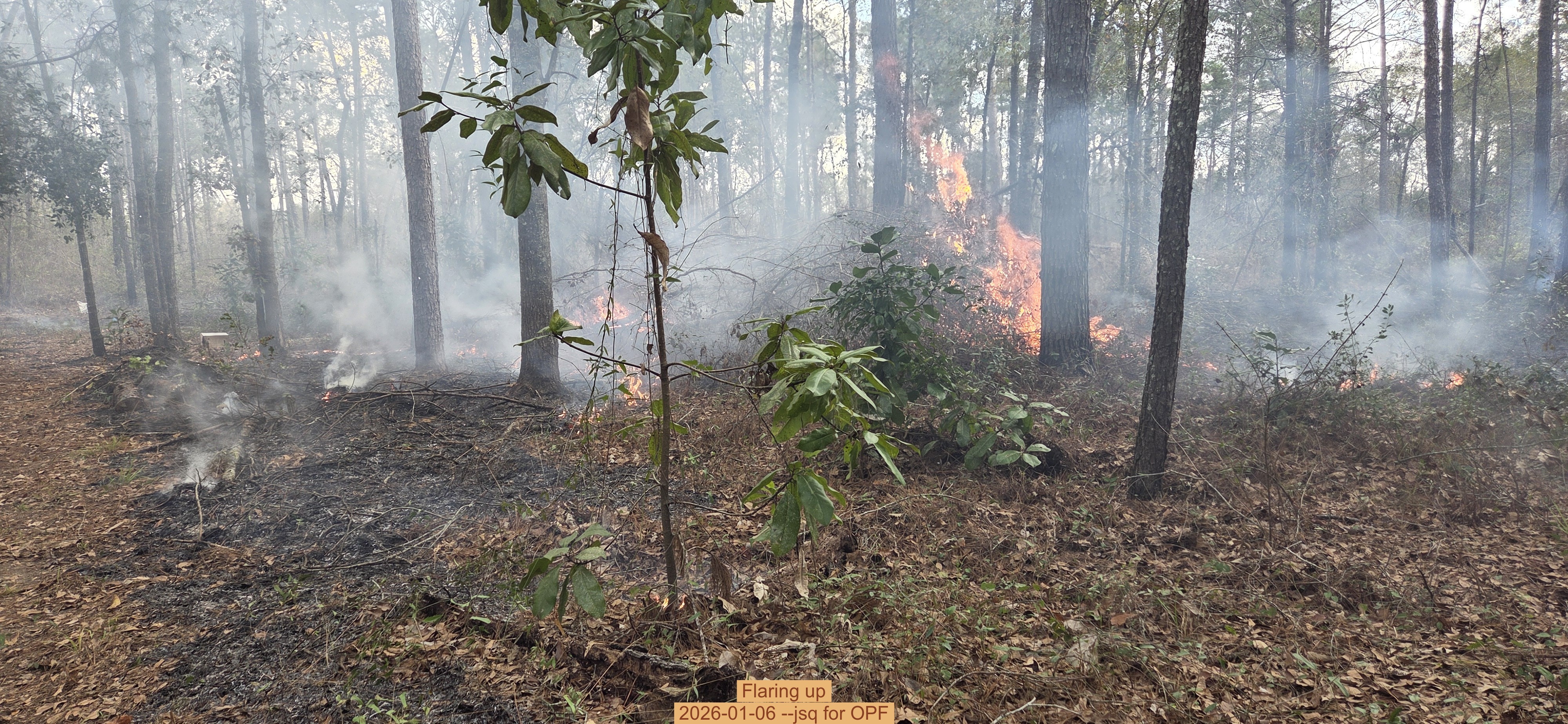 Flaring up, 2026-01-06, 5-acre prescribed burn --jsq for OPF