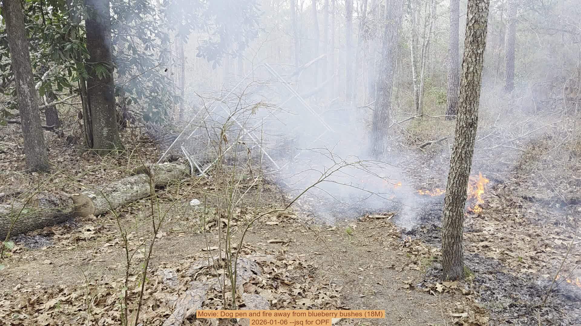 Movie: Dog pen and fire away from blueberry bushes (18M), 2026-01-06, 5-acre prescribed burn --jsq for OPF