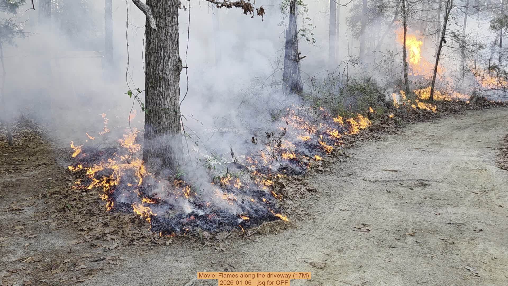 Movie: Flames along the driveway (17M), 2026-01-06, 5-acre prescribed burn --jsq for OPF