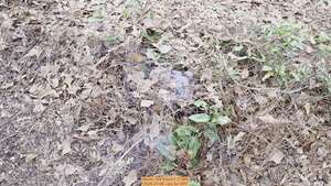 [Movie: Will it burn? (7.8M), 2026-01-06, 5-acre prescribed burn --jsq for OPF]