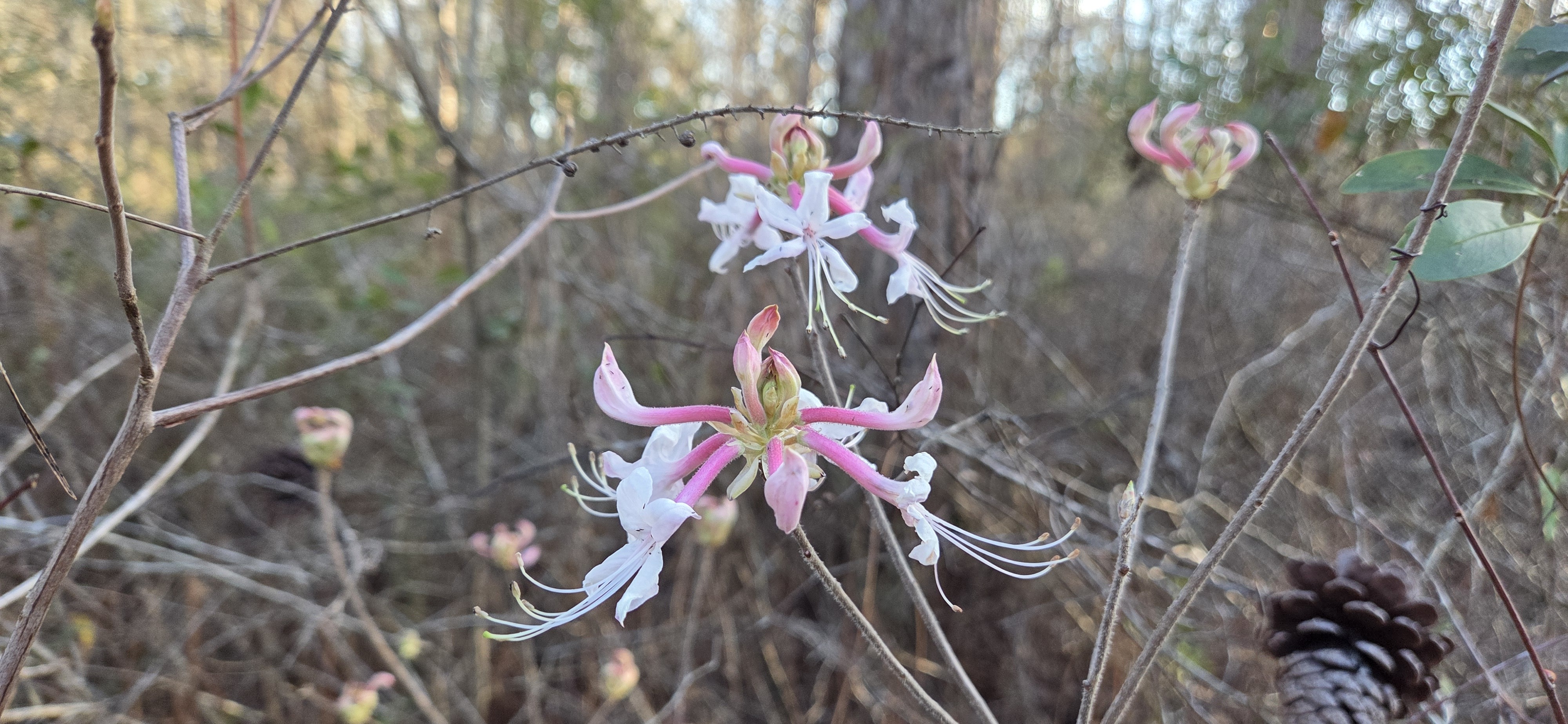 Blooming Rhododendron canescens