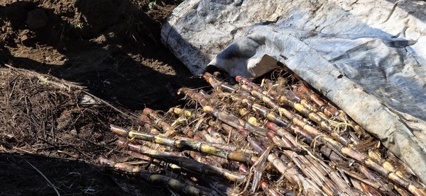 Sugarcane sprouting in its bed