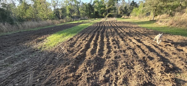 Sky running in sugarcane rows