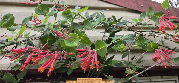 [Native coral honeysuckle, 2026-03-28 Lonicera sempervirens --jsq for OPF]
