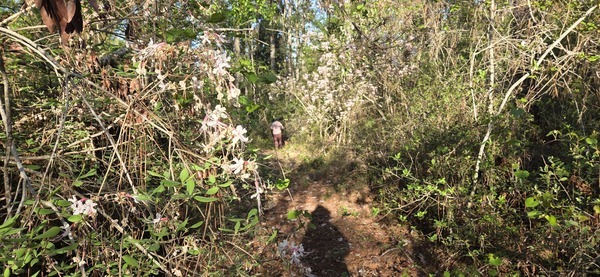 Into the wild azalea forest