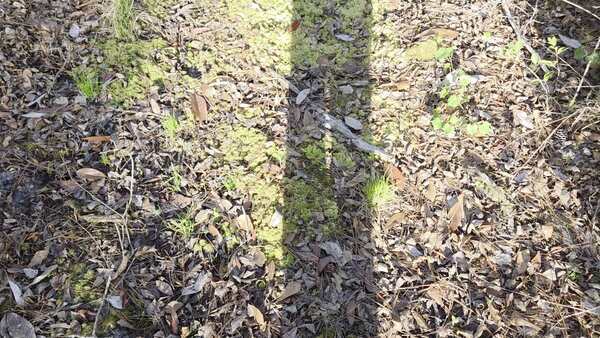 [Movie: Sphagmum moss, cinnamon fern (21M)]