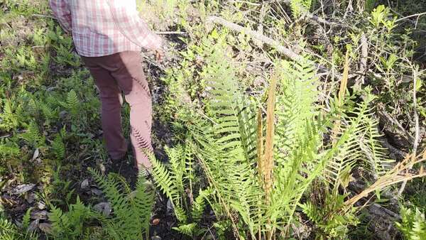 Movie: In the cinnamon woods (12M)