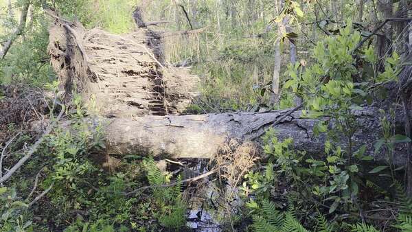 Movie: Rootball, another, another: 3 tulip trees down (47M)