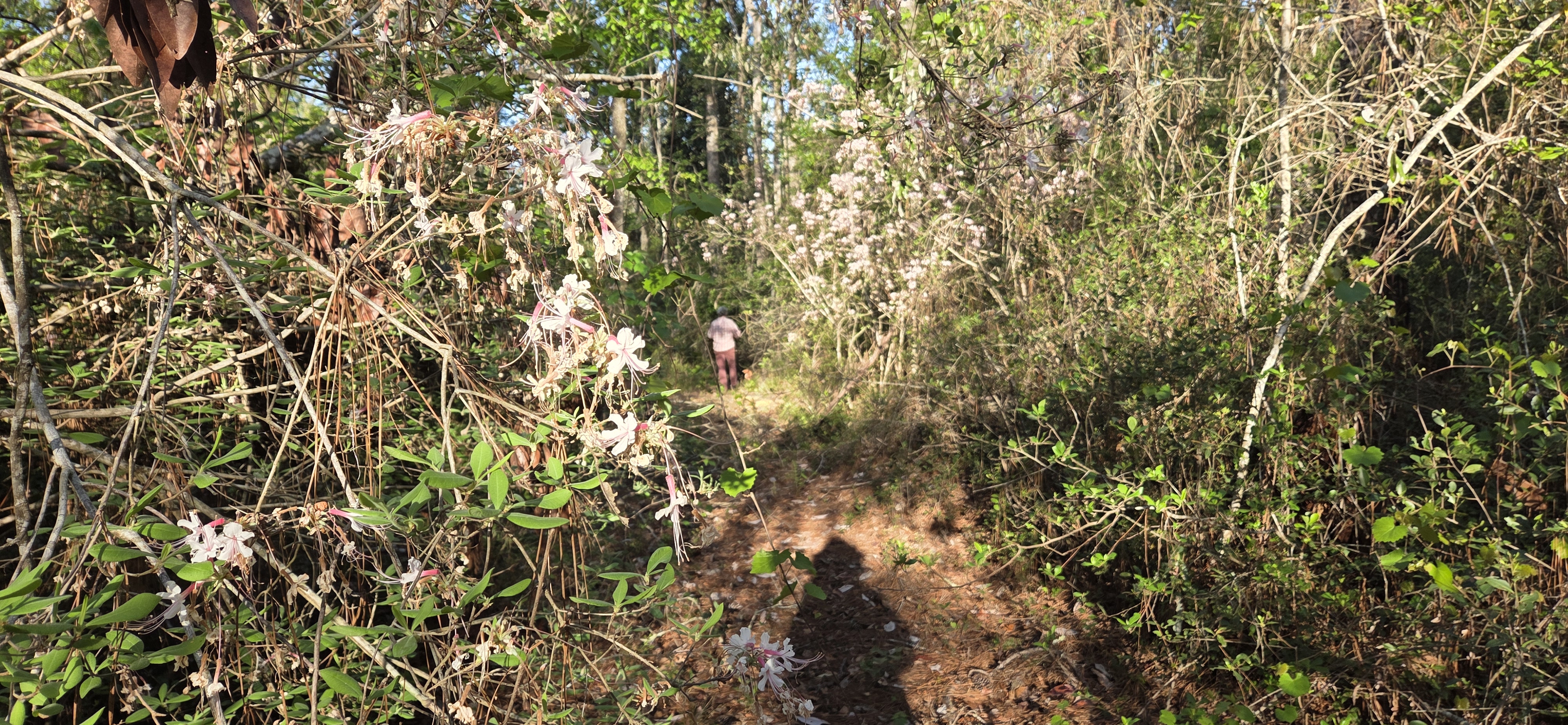 Into the wild azalea forest