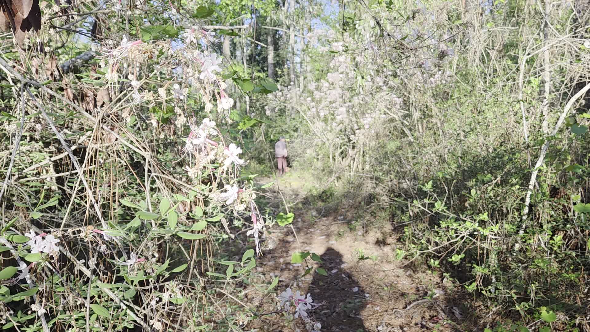 Movie: Deeper into the wild azalea forest (6.4M)