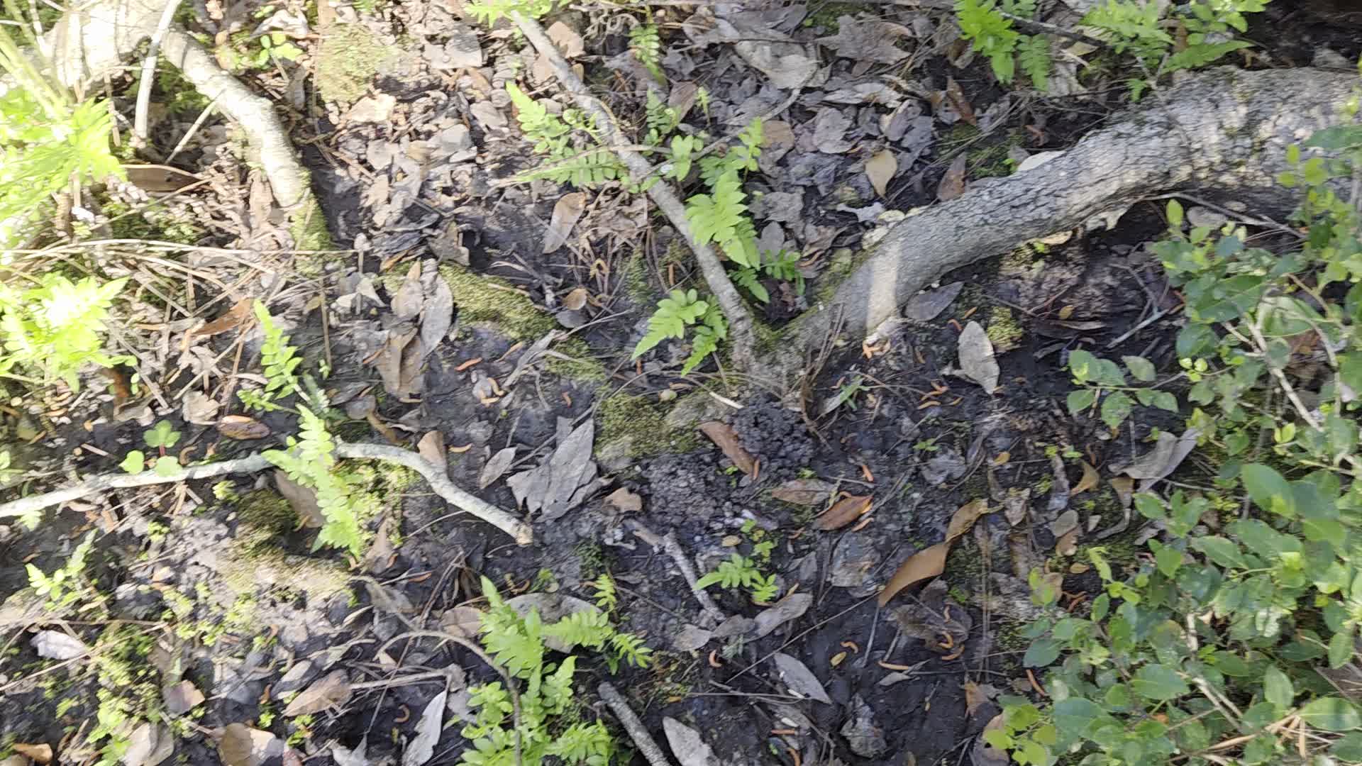 Movie: More crawfish (6.4M)