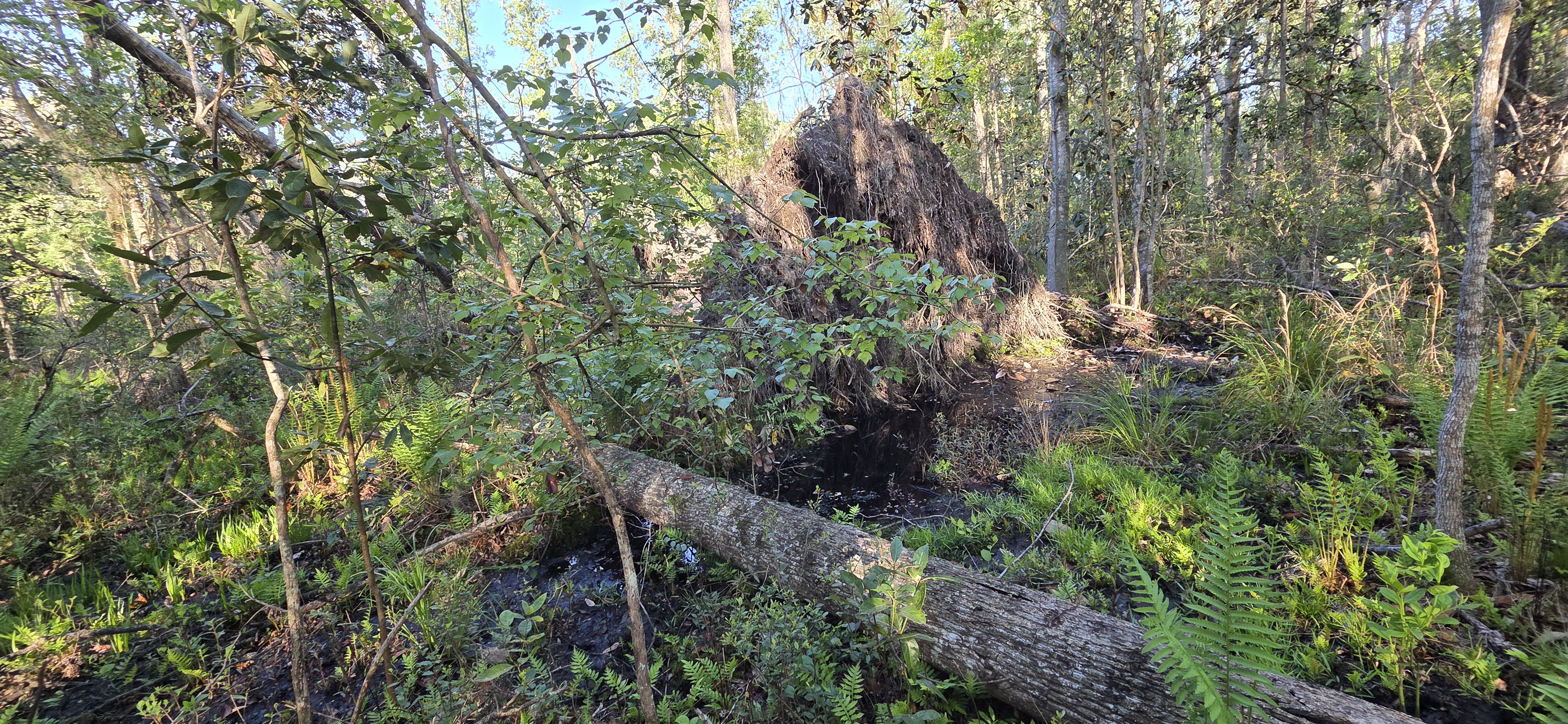 Rootball of big tulip tree