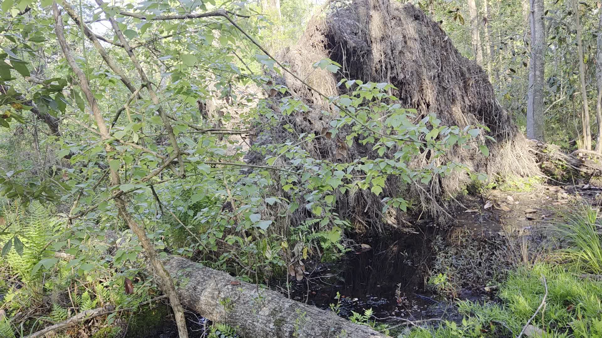 Movie: At the rootball, with cinnamon fern (13M)