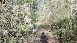 [Movie: Deeper into the wild azalea forest (6.4M)]