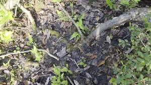 [Movie: More crawfish (6.4M)]