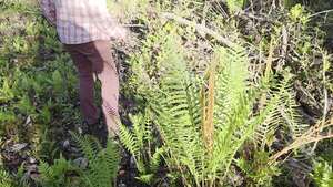 [Movie: In the cinnamon woods (12M)]