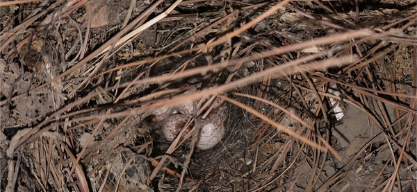 Nest