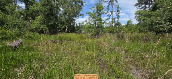 [Almost dry beaver pond, 2026-04-25 --jsq for OPF]