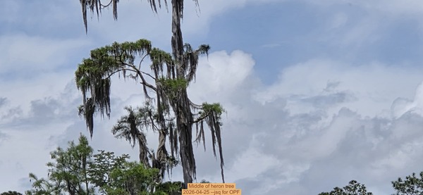 Middle of heron tree, 2026-04-25 --jsq for OPF