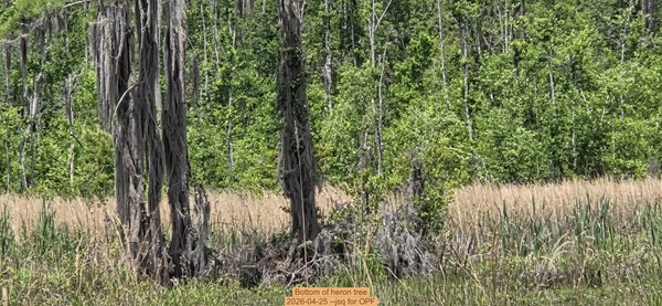 Bottom of heron tree, 2026-04-25 --jsq for OPF