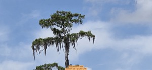 [Top of heron tree, 2026-04-25 --jsq for OPF]