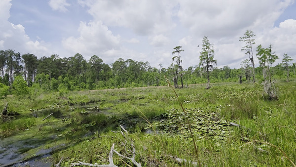[Movie: Heron landing (52M)]