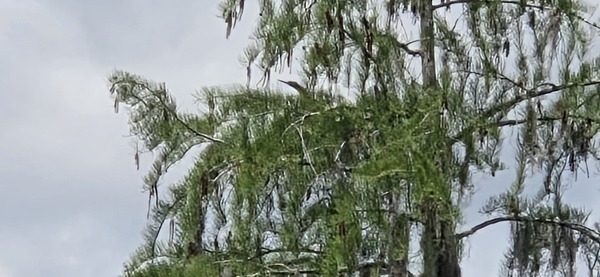 Heron looking out