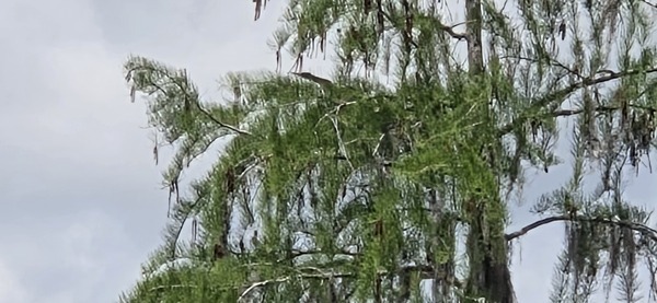 Heron stretches neck