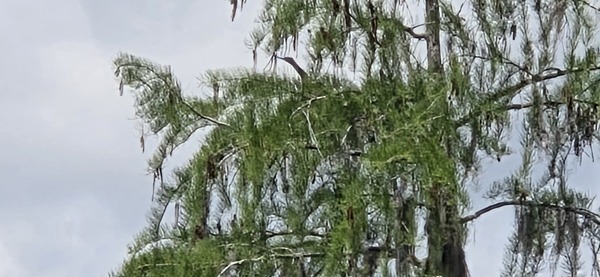 Heron looks up