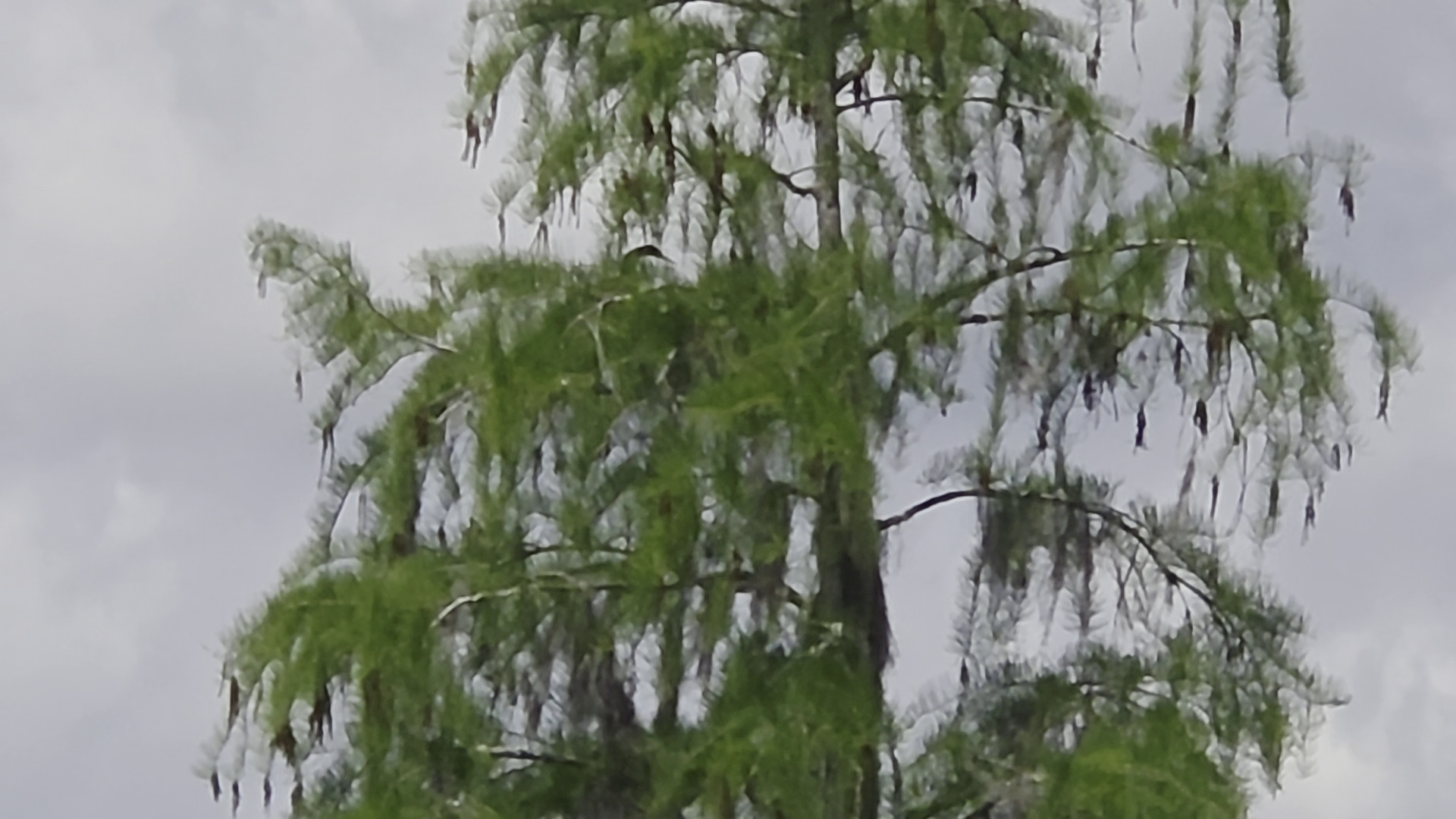 Movie: Heron on nest (9.3M)