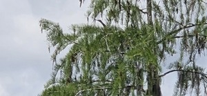 [Heron looks up]