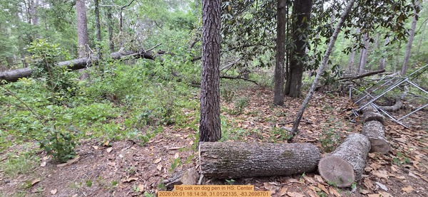 [Big oak on dog pen, 2026:05:01 18:14:38, 31.0122135, -83.2698701]