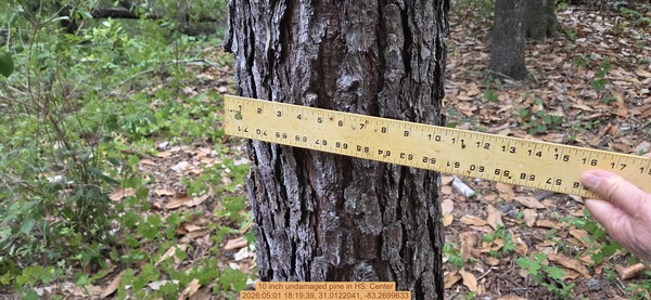 10 inch undamaged pine, 2026:05:01 18:19:39, 31.0122041, -83.2699633