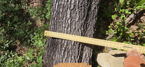 20 inch oak by house, 2026:05:03 15:35:12, 31.0120847, -83.2698927