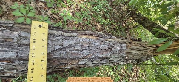 7 inch pine broken by big oak, 2026:05:03 15:43:48, 31.0121588, -83.2701117