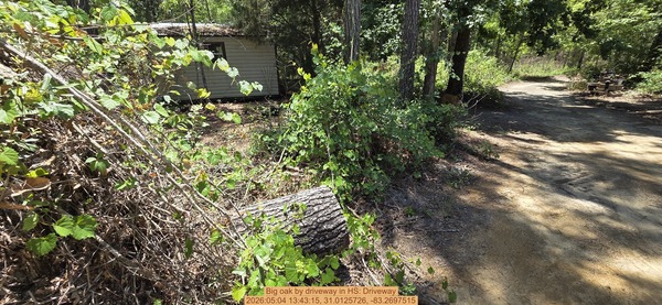 [Big oak by driveway, 2026:05:04 13:43:15, 31.0125726, -83.2697515]