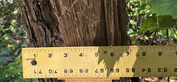 7 inch snapped pine by driveway and water line, 2026:05:04 13:51:17, 31.0125523, -83.2696656