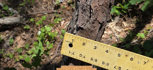 3 inch bent pine, 2026:05:04 14:28:43, 31.0120073, -83.2696815