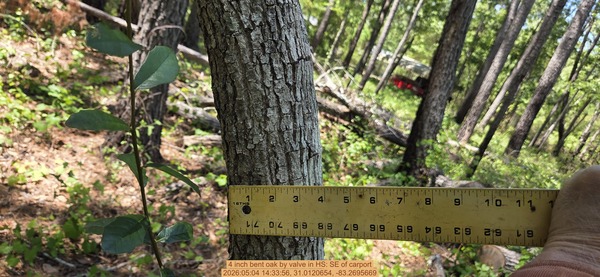 4 inch bent oak by valve, 2026:05:04 14:33:56, 31.0120654, -83.2695669