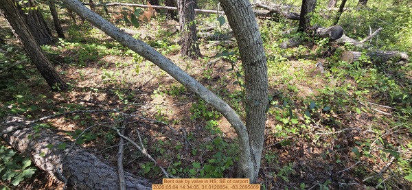 Bent oak by valve, 2026:05:04 14:34:05, 31.0120654, -83.2695669