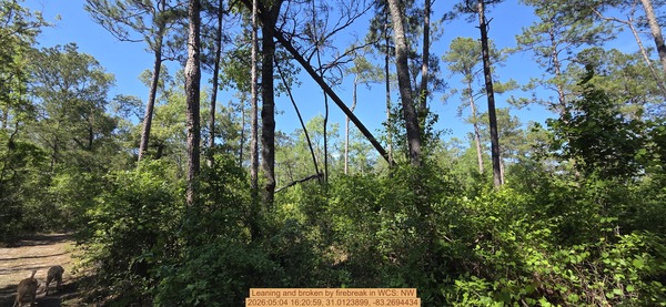 Leaning and broken by firebreak, 2026:05:04 16:20:59, 31.0123899, -83.2694434