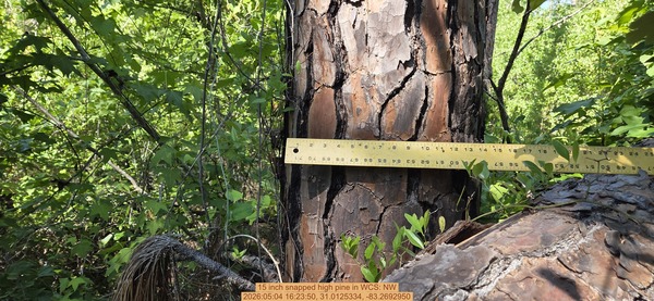 15 inch snapped high pine, 2026:05:04 16:23:50, 31.0125334, -83.2692950
