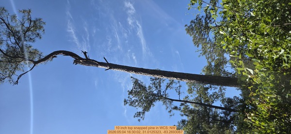 10 inch top snapped pine, 2026:05:04 16:30:02, 31.0125323, -83.2693067