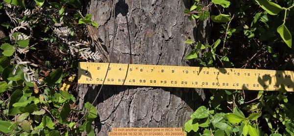 13 inch another uprooted pine, 2026:05:04 16:32:36, 31.0124963, -83.2693082