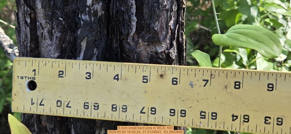 6 inch small bent pine, 2026:05:04 16:40:24, 31.0124843, -83.2693846