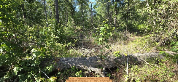 14 inch Big oak by firebreak, 2026:05:04 17:12:29, 31.0114161, -83.2675068