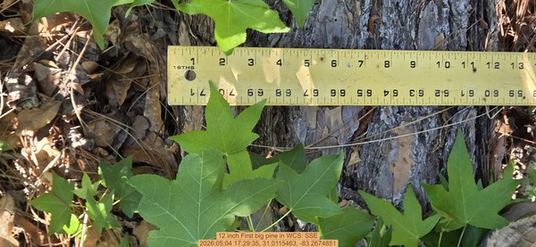 12 inch First big pine, 2026:05:04 17:29:35, 31.0115463, -83.2674851