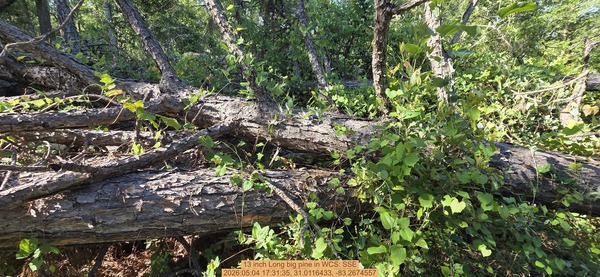 13 inch Long big pine, 2026:05:04 17:31:35, 31.0116433, -83.2674557