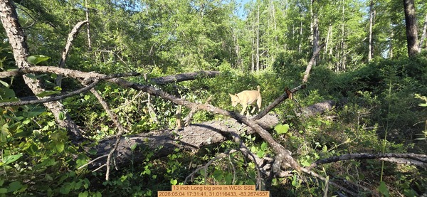 13 inch Long big pine, 2026:05:04 17:31:41, 31.0116433, -83.2674557