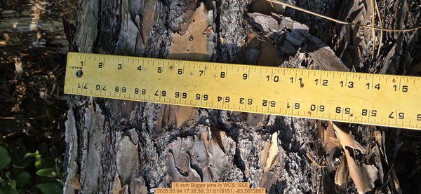 15 inch Bigger pine, 2026:05:04 17:38:39, 31.0116151, -83.2672867
